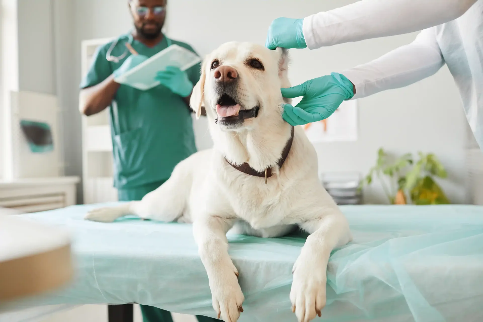 Cão labrador feliz sendo examinado por veterinária